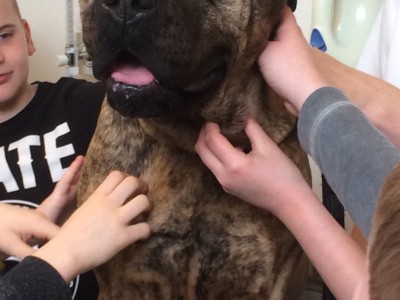 hond.JPG